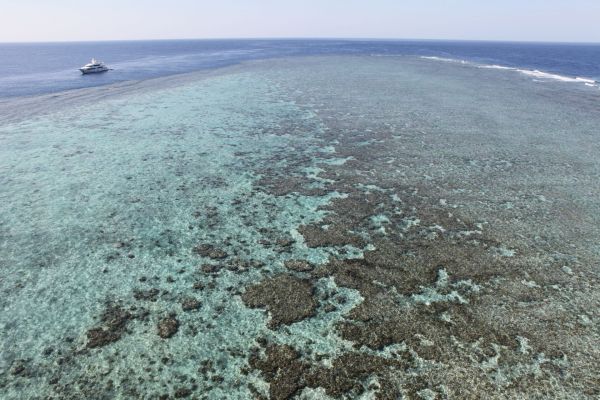 Coral Reef on A Red Sea Yacht Charter