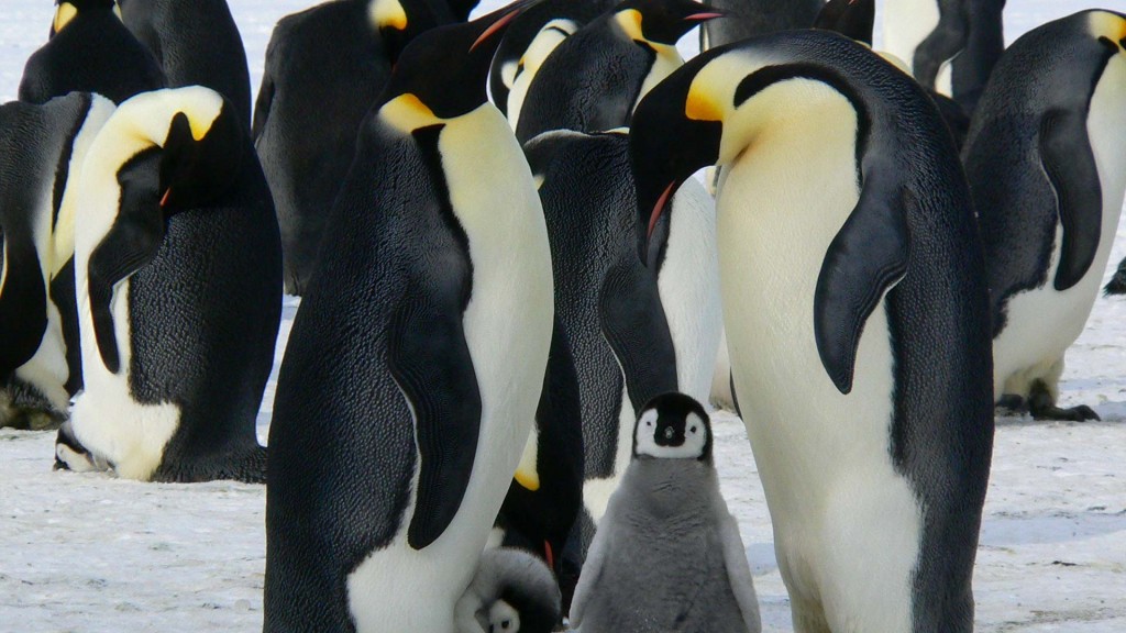 yacht-zoo-destinations-antarctica04