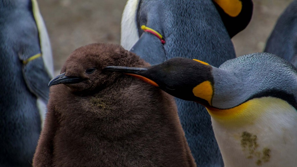 yacht-zoo-destinations-antarctica05
