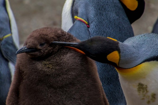 yacht-zoo-destinations-antarctica05