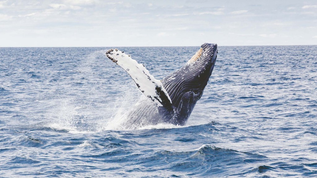 yacht-zoo-destinations-antarctica06
