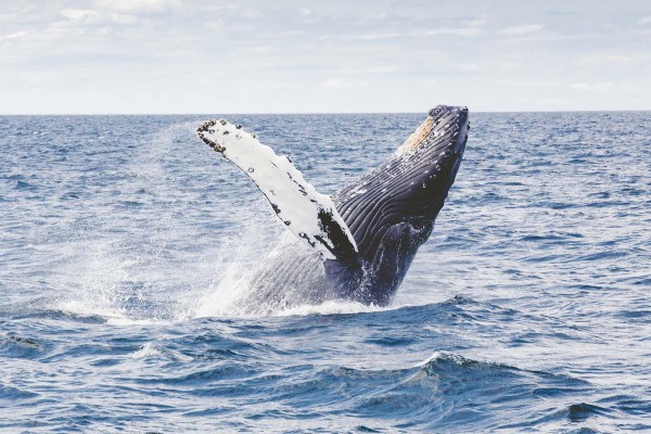 yacht-zoo-destinations-antarctica06