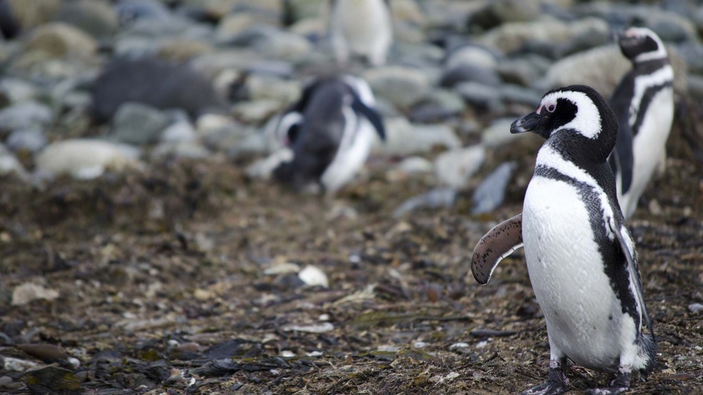 yacht-zoo-destinations-antarctica10