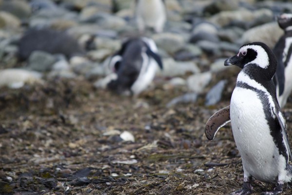 yacht-zoo-destinations-antarctica10