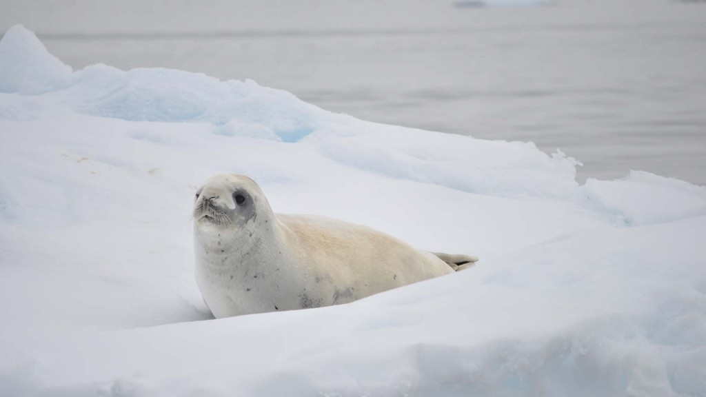 yacht-zoo-destinations-antarctica12