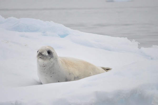 yacht-zoo-destinations-antarctica12