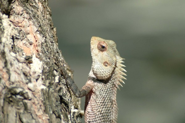 yacht-zoo-destinations-maldives03