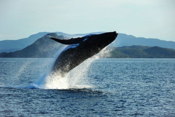 Hunpback Whales on a Australia Yacht Charter