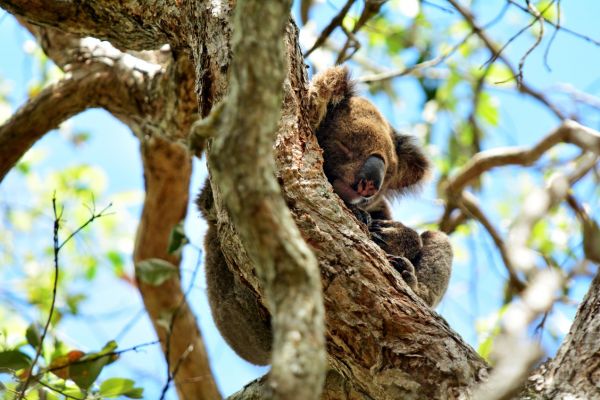 Koala on a Australia Yacht Charter