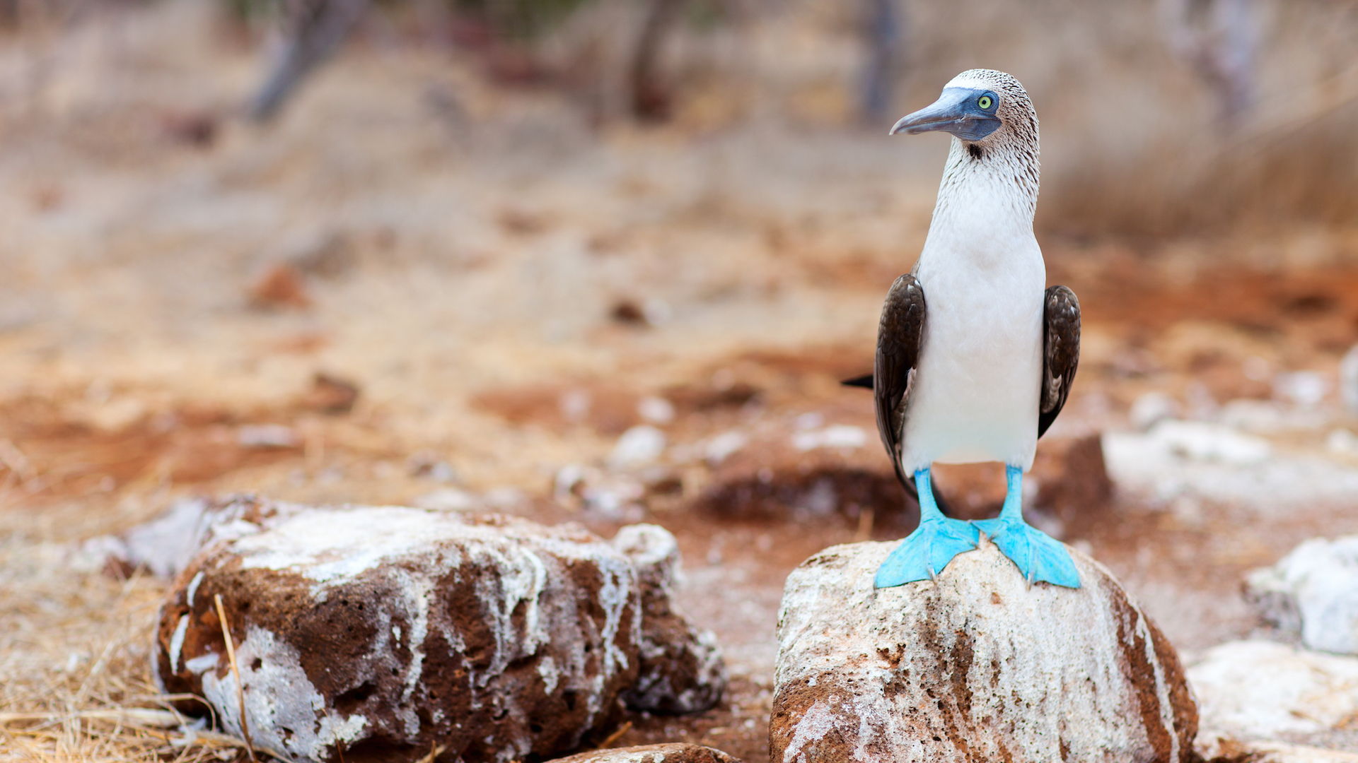 yacht-charter-feature-ashore-galapagos