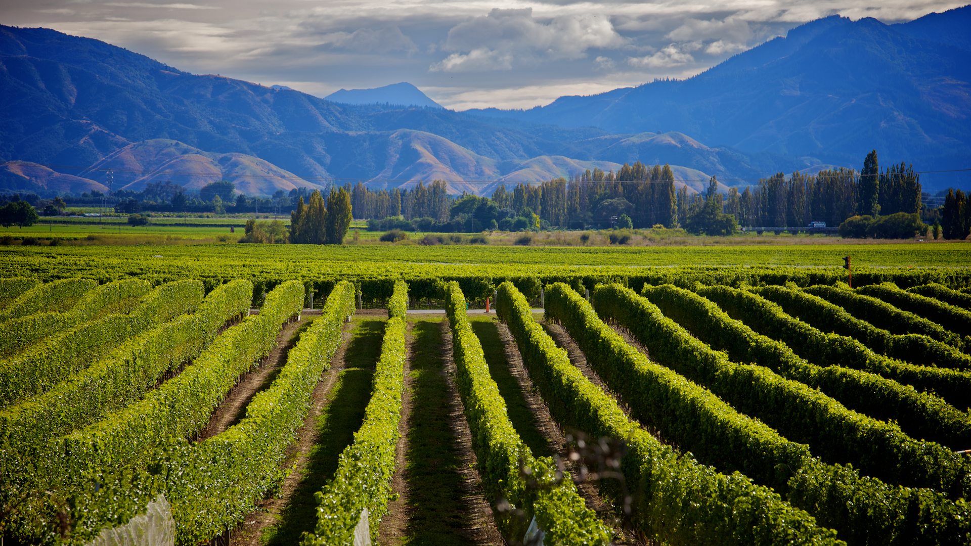 Marlborough Wine Crop