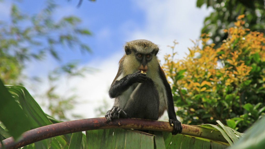 Mona Monkey