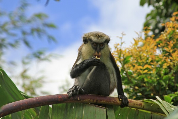 Mona Monkey in the Grand Etang Forest Reserve on the Caribbean island of Grenada