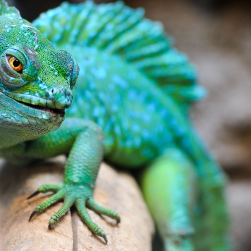 Chameleon - Nature Experiences on a Yacht Charter