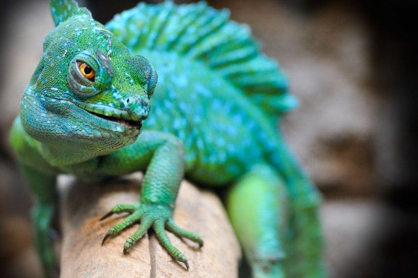 Chameleon - Nature Experiences on a Yacht Charter