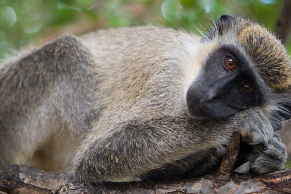 wild monkey relaxing in trees of st kitts