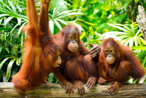 the orangutans of indonesia