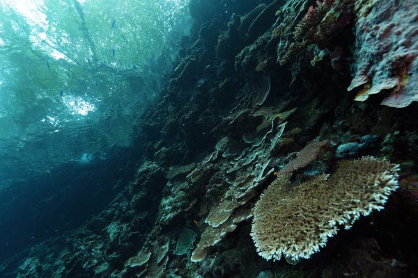 Munda Reef Above Hiro