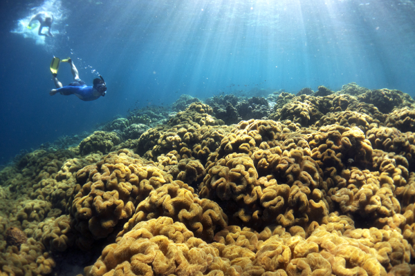 Snorkeling Heaven Munda - David Kirkland