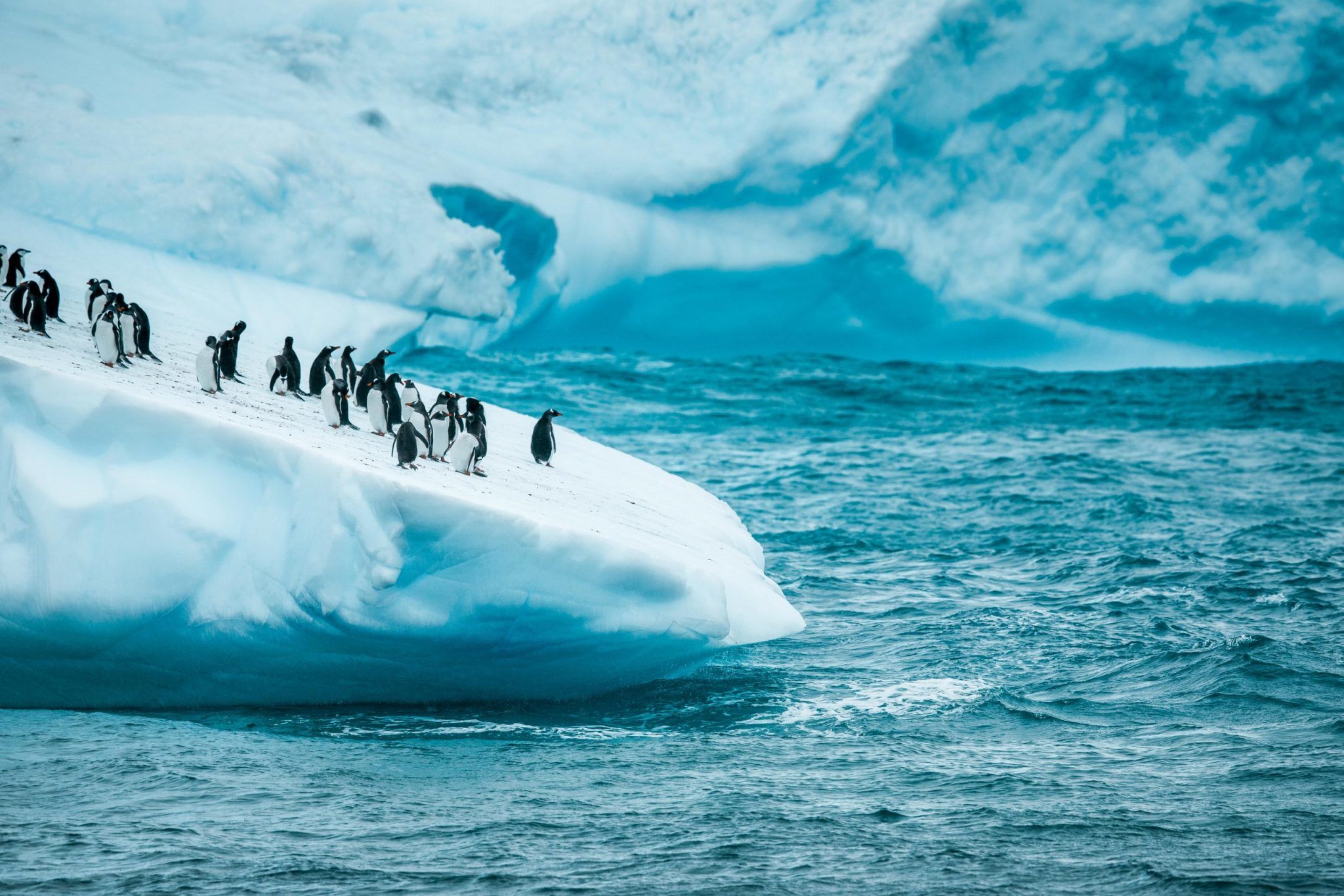Penguin Colony Spotted in Antarctica by Yacht