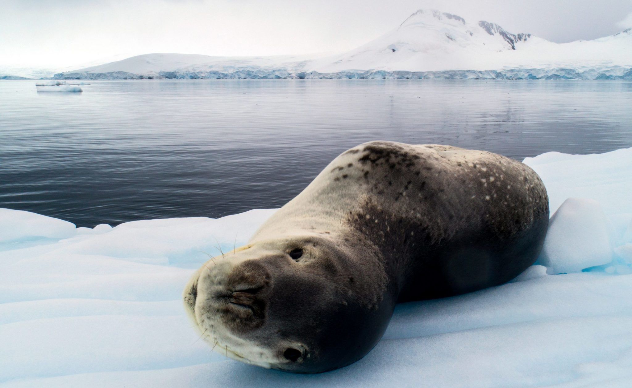 Leopard Seal on Yacht Expedition in Antarctica