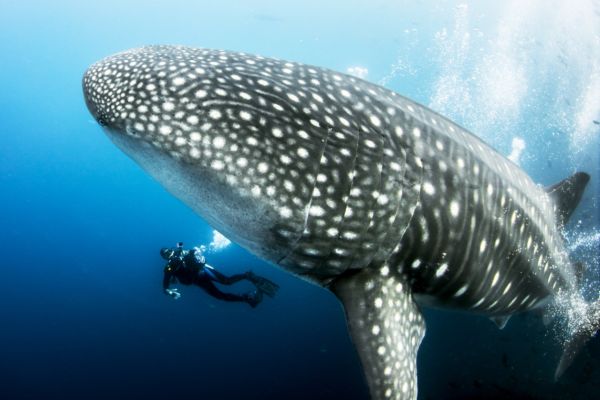 Diving with Whale Sharks on a Galapagos Luxury Charter