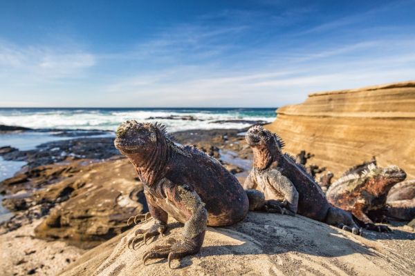 Land Iguanas on a Galapagos Private Charter