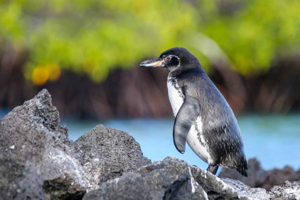 Galapagos Penguins on a Galapagos Yacht Charter