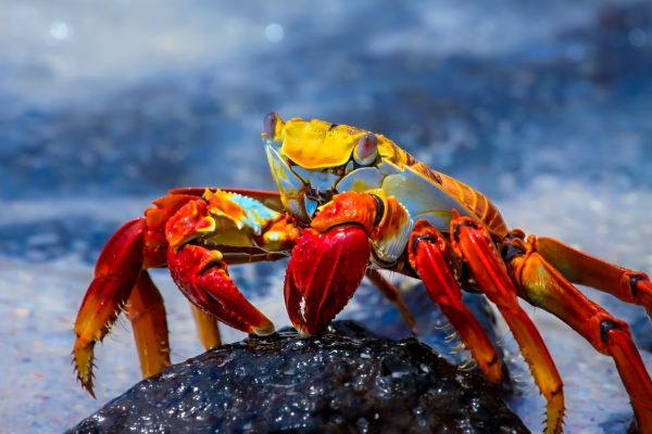 Sally Lightfoot Crab on a Galapagos Private Charter