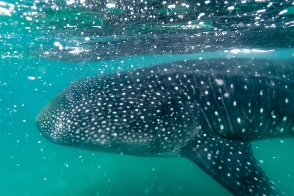 Whale shark spotted on Mexico yacht charter
