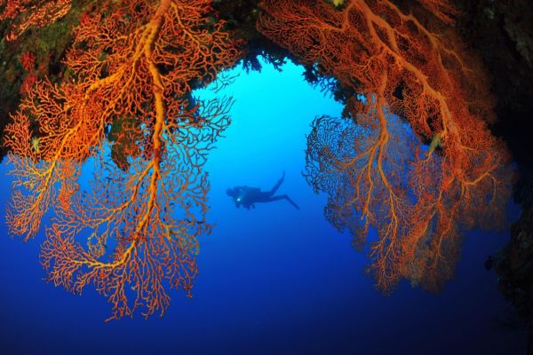 Diving in Palau on a Yacht Holiday