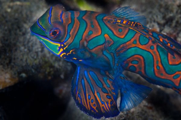 Scuba Diving on a on a Palau Yacht Cruise