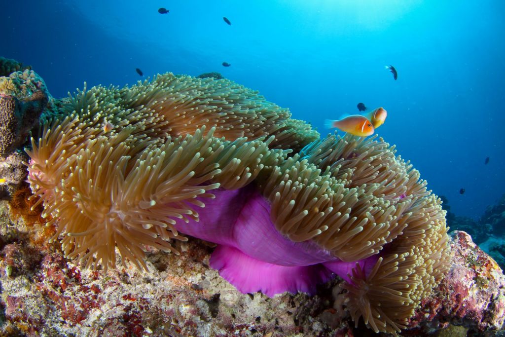 Palau-Yacht-Cruise-reef-clownfish Diving on a on a Palau Yacht Cruise