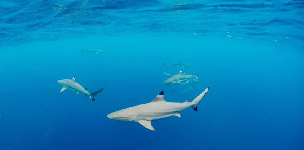 Palau-Yacht-Cruise-sharks Shark Diving on a Palau Yacht Cruise