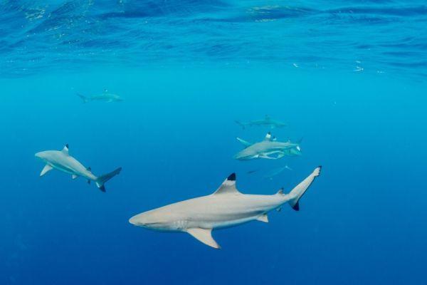 Shark Diving on a Palau Yacht Cruise