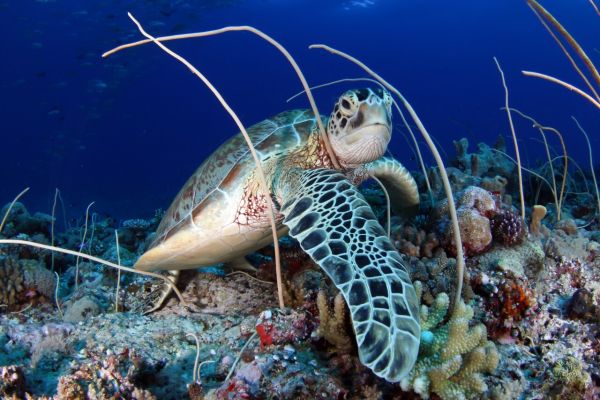 Turtle on a Palau Yacht Cruise