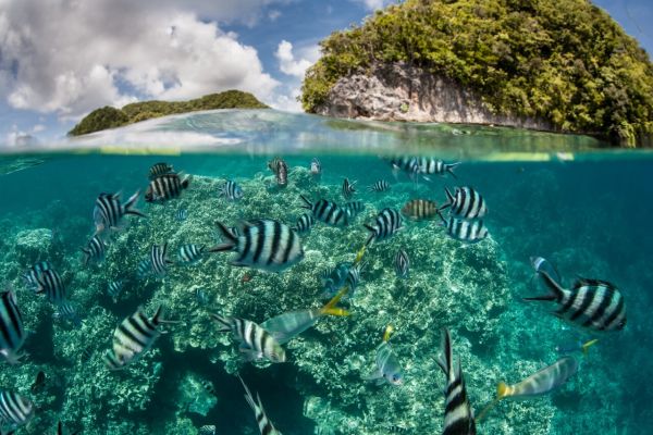 Fish on a Palau Yacht Cruise