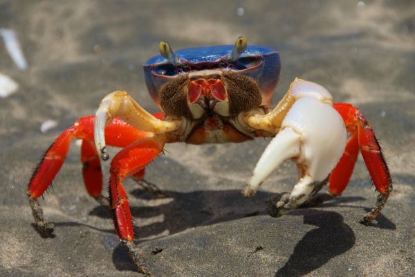 Halloween Crab on a Costa Rica Yacht Charter