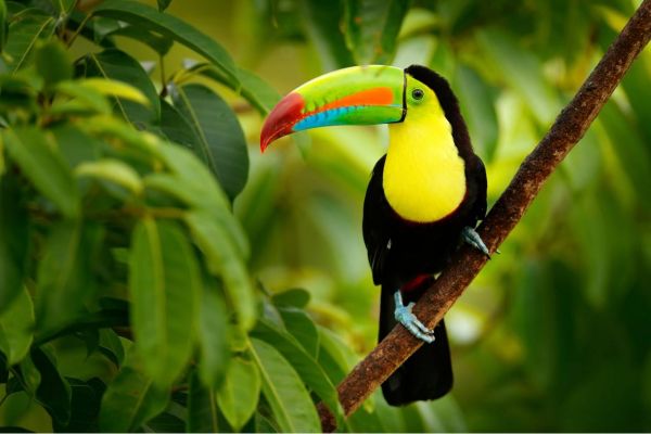 Keelbilled Toucan on a Costa Rica Yacht Charter