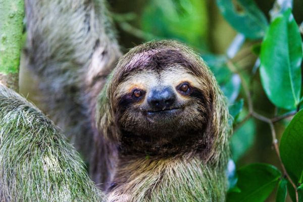 Sloth on a Costa Rica Yacht Charter