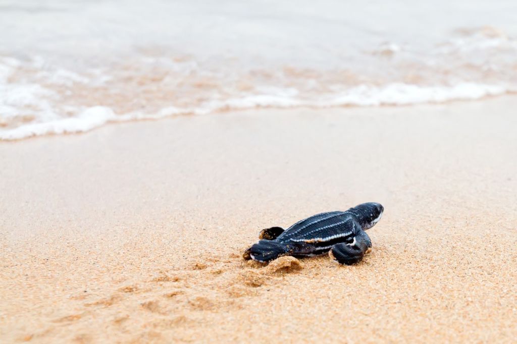 turtle-hatchling-costa-rica-yacht-charter Turtle Hatchling on a Costa Rica Yacht Charter