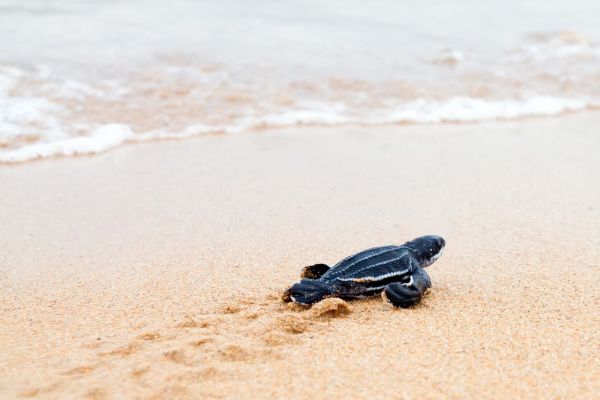 Turtle Hatchling on a Costa Rica Yacht Charter