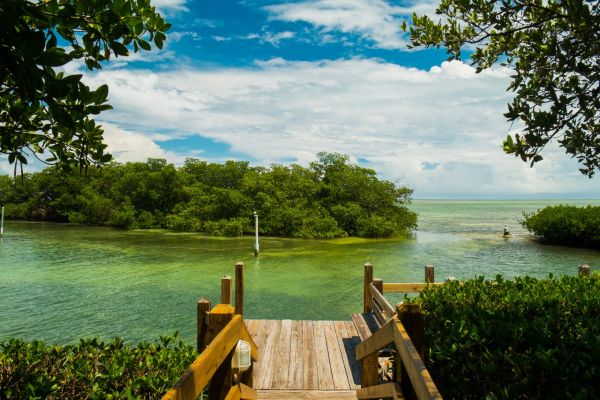 Mangroves on Florida Keys Yacht Charter