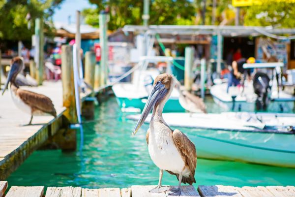 Pelican on Florida Keys Yacht Charter