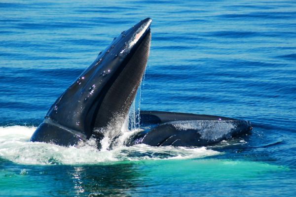 Humpback Whales on a New England Yacht Charter