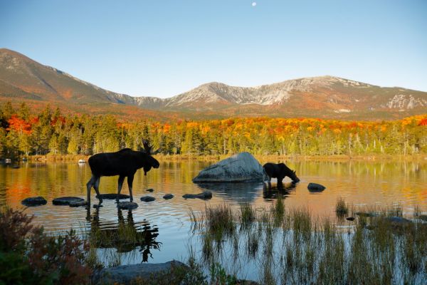 Moose on a New England Yacht Charter