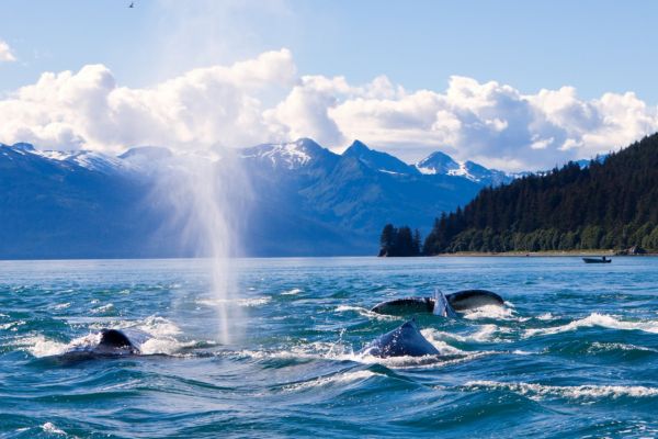Humpback whales on a private Alaska yacht charter