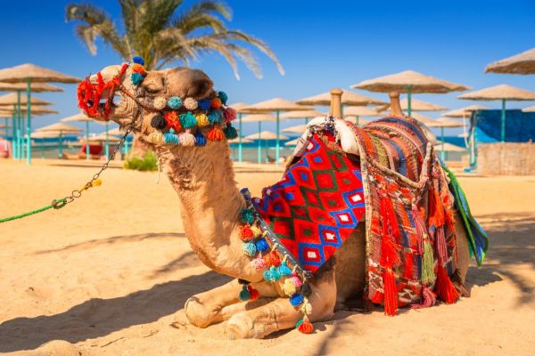 Camel Spotted on Red Sea Yacht Charter